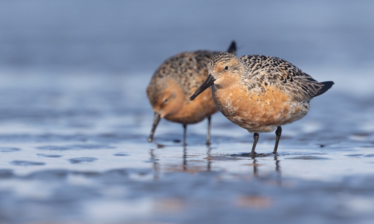 Red Knot - Zak Pohlen