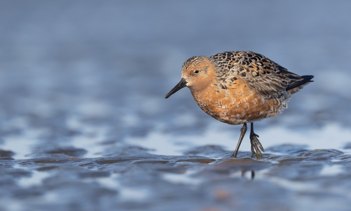 Red Knot - ML617081626