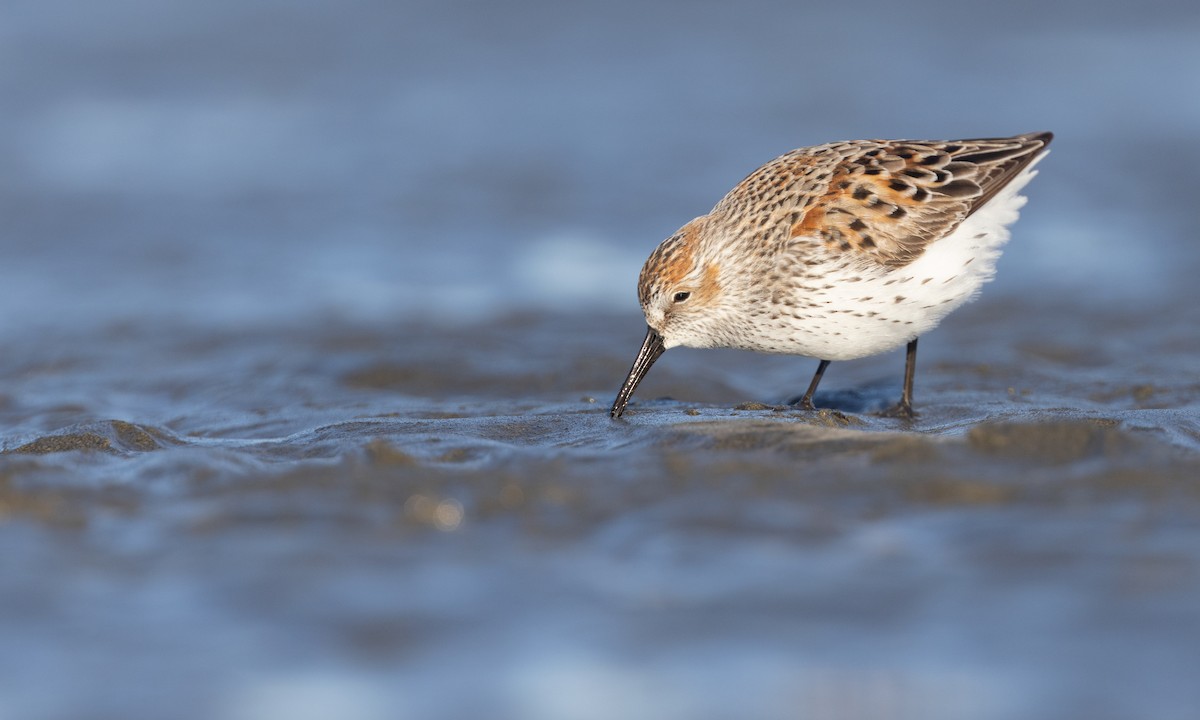 Bergstrandläufer - ML617081632