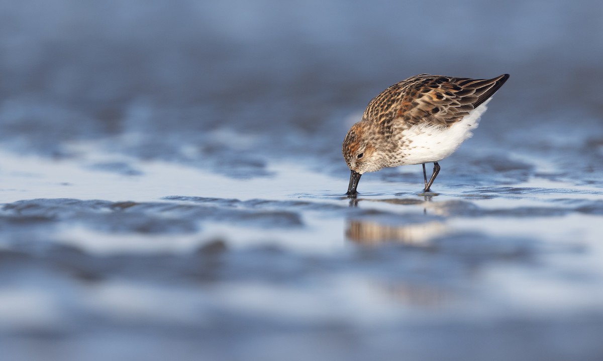 Bergstrandläufer - ML617081634