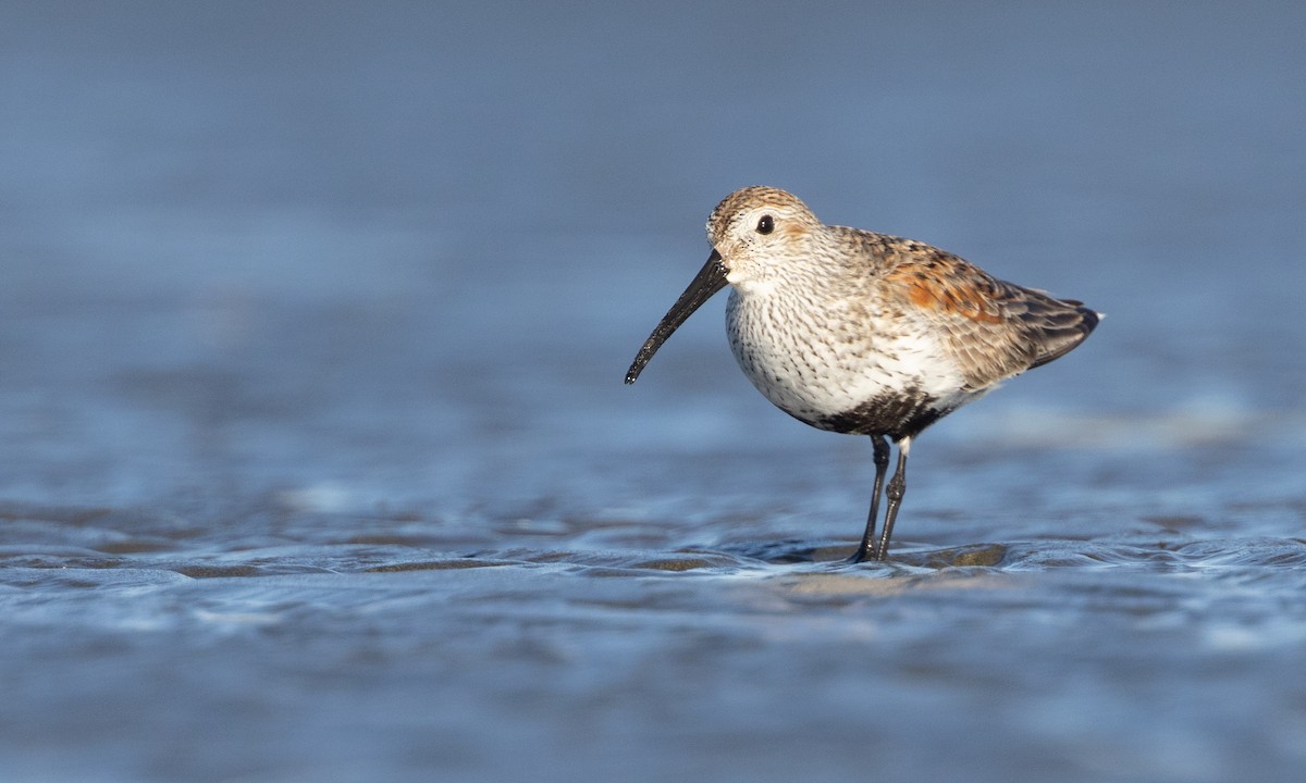 Dunlin - ML617081639