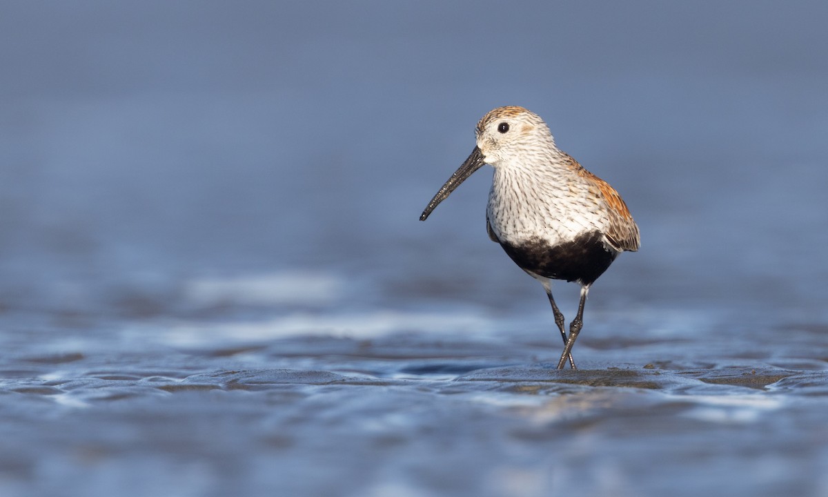 Dunlin - ML617081641