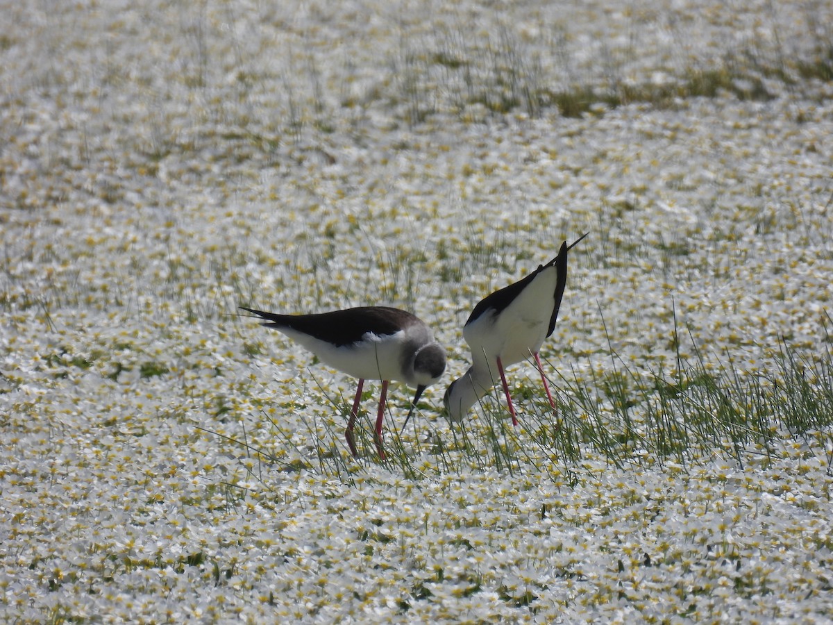 Black-winged Stilt - ML617081720