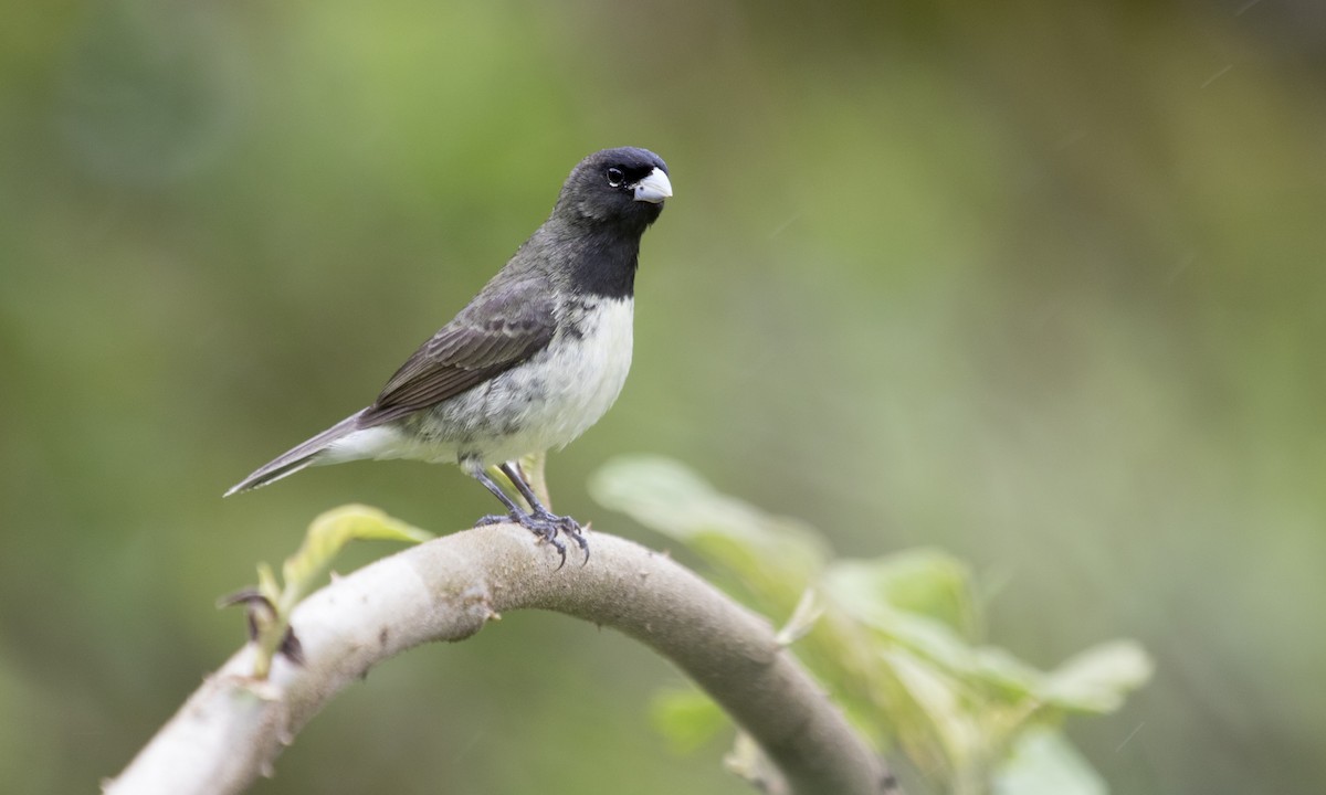 Yellow-bellied Seedeater - Zak Pohlen