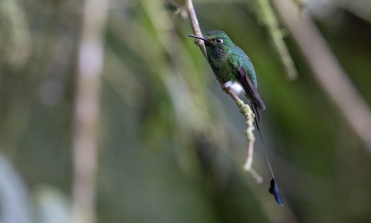 White-booted Racket-tail - Zak Pohlen