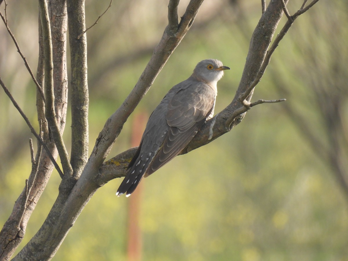 Common Cuckoo - ML617081777