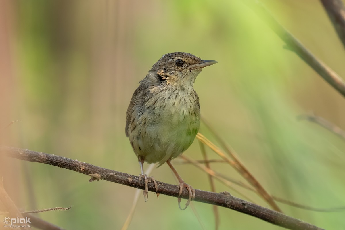 Lanceolated Warbler - ML617081781