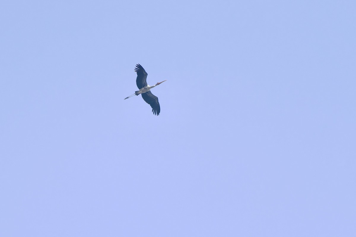 Painted Stork - ML617081838