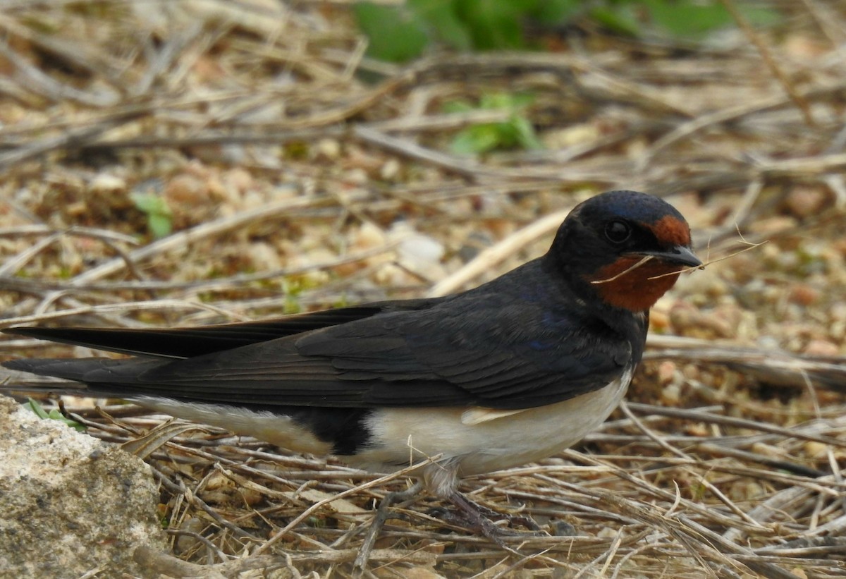 Barn Swallow - ML617081856