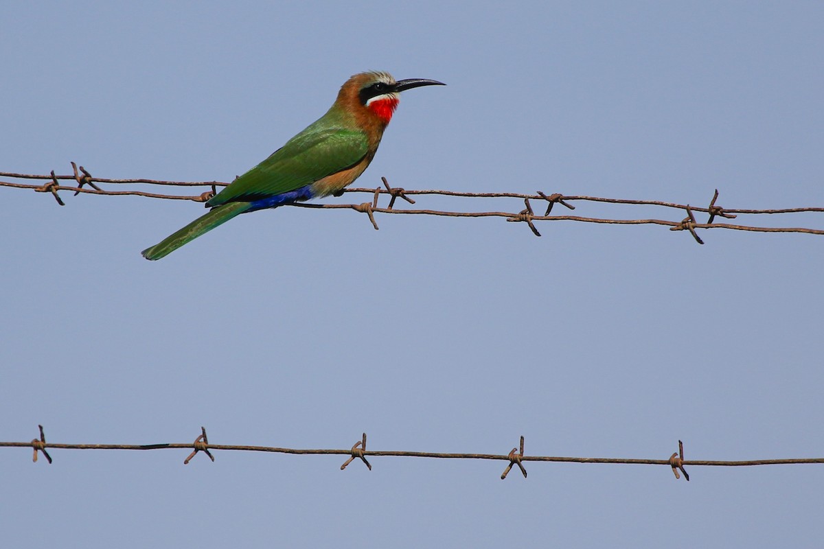 シロビタイハチクイ - ML617081881