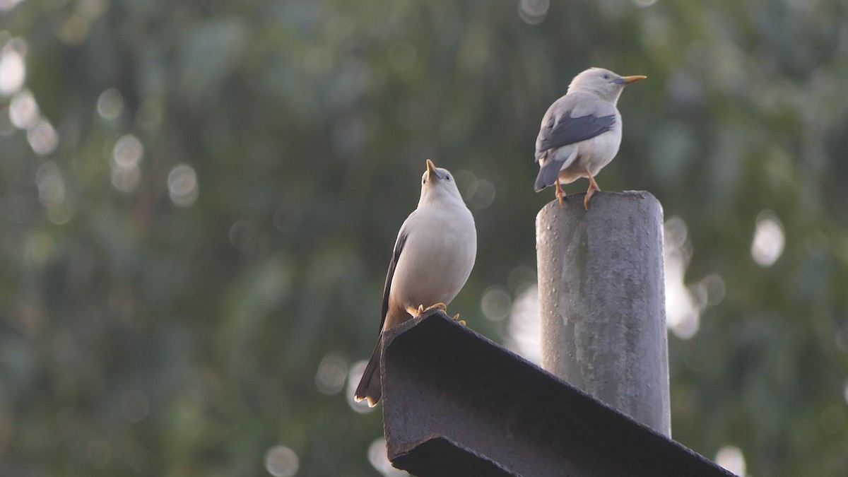 White-headed Starling - ML617081926