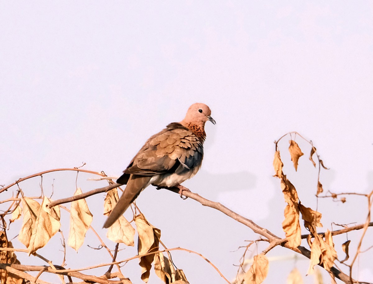 Tórtola Senegalesa - ML617081931