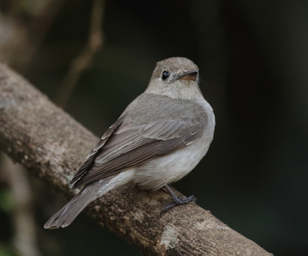 Asian Brown Flycatcher - ML617081986