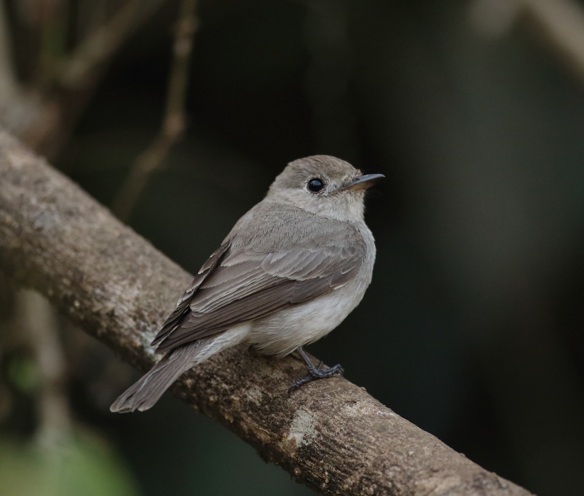 Asian Brown Flycatcher - ML617081993