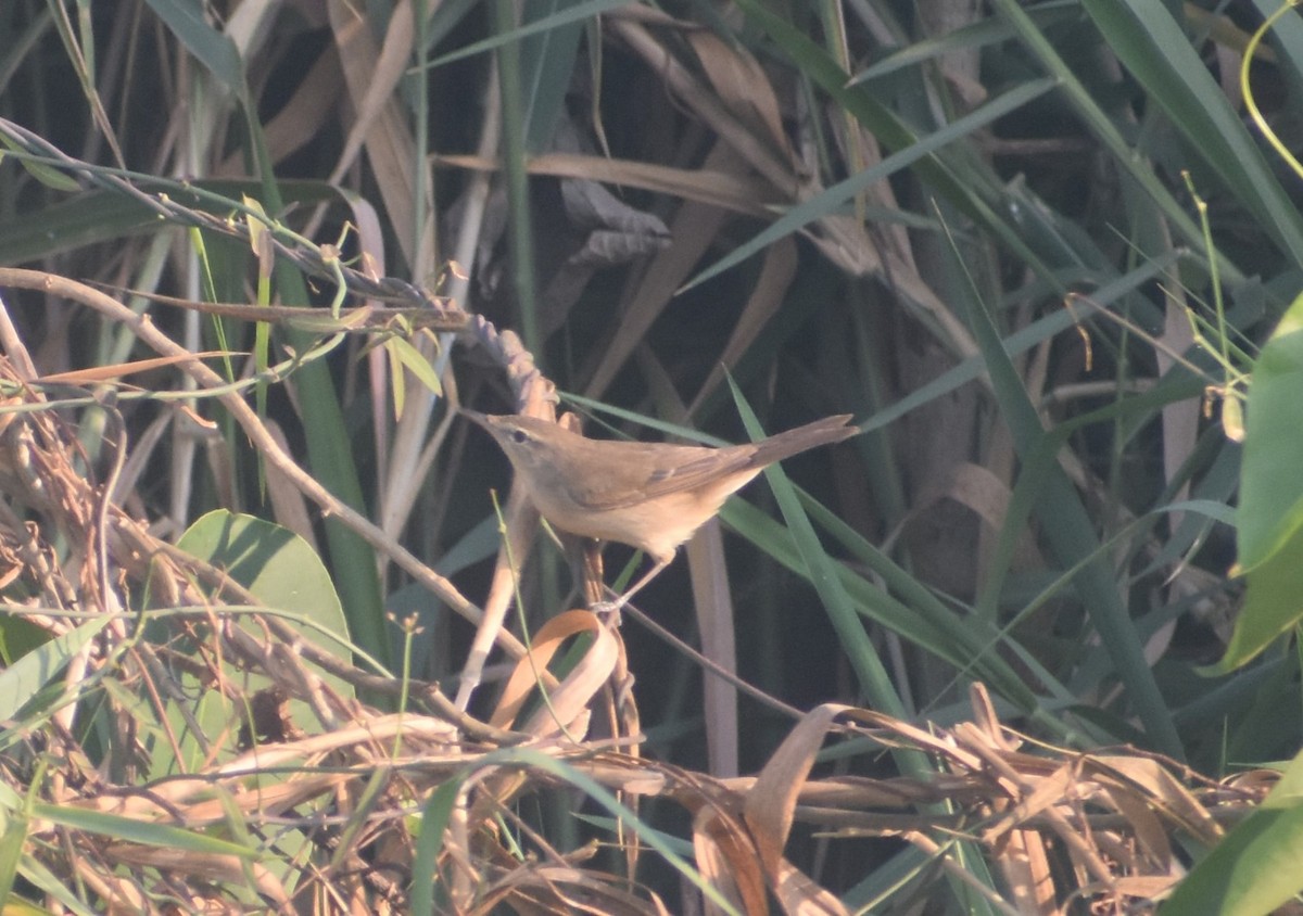 Blyth's Reed Warbler - ML617082001