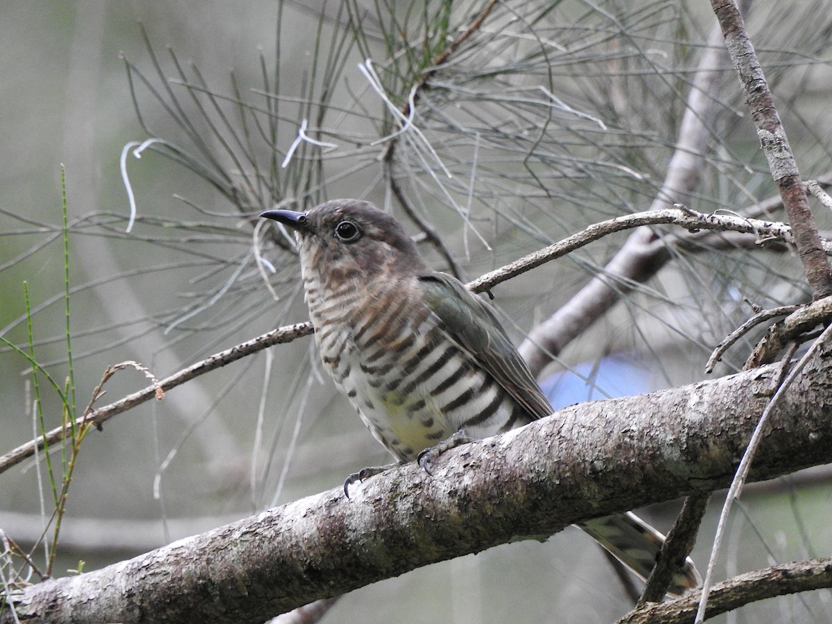 Shining Bronze-Cuckoo - Marie Tarrant