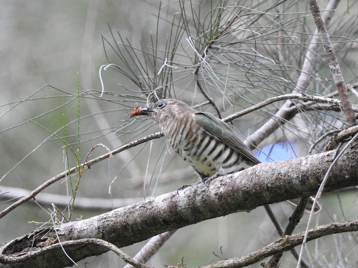 Shining Bronze-Cuckoo - ML617082004