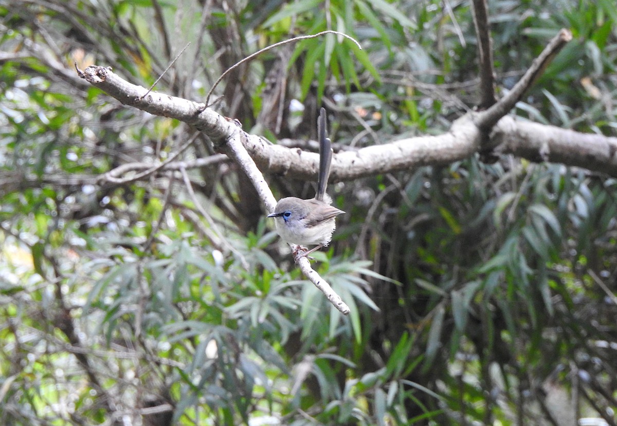 Variegated Fairywren - Marie Tarrant