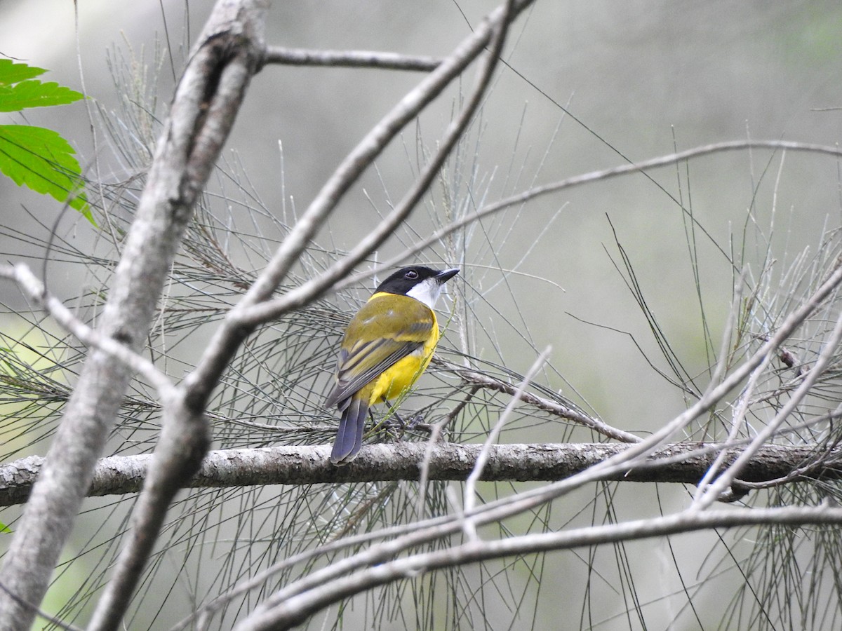 Golden Whistler - Marie Tarrant