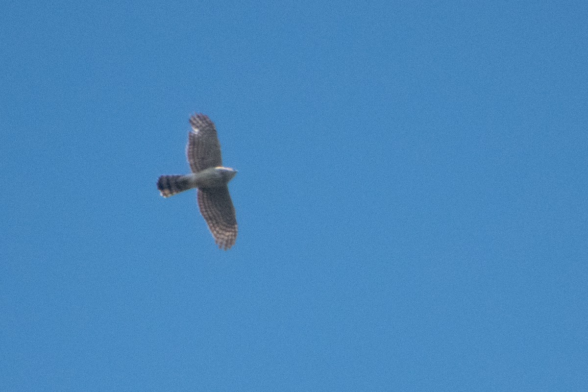 Cooper's Hawk - ML617082030