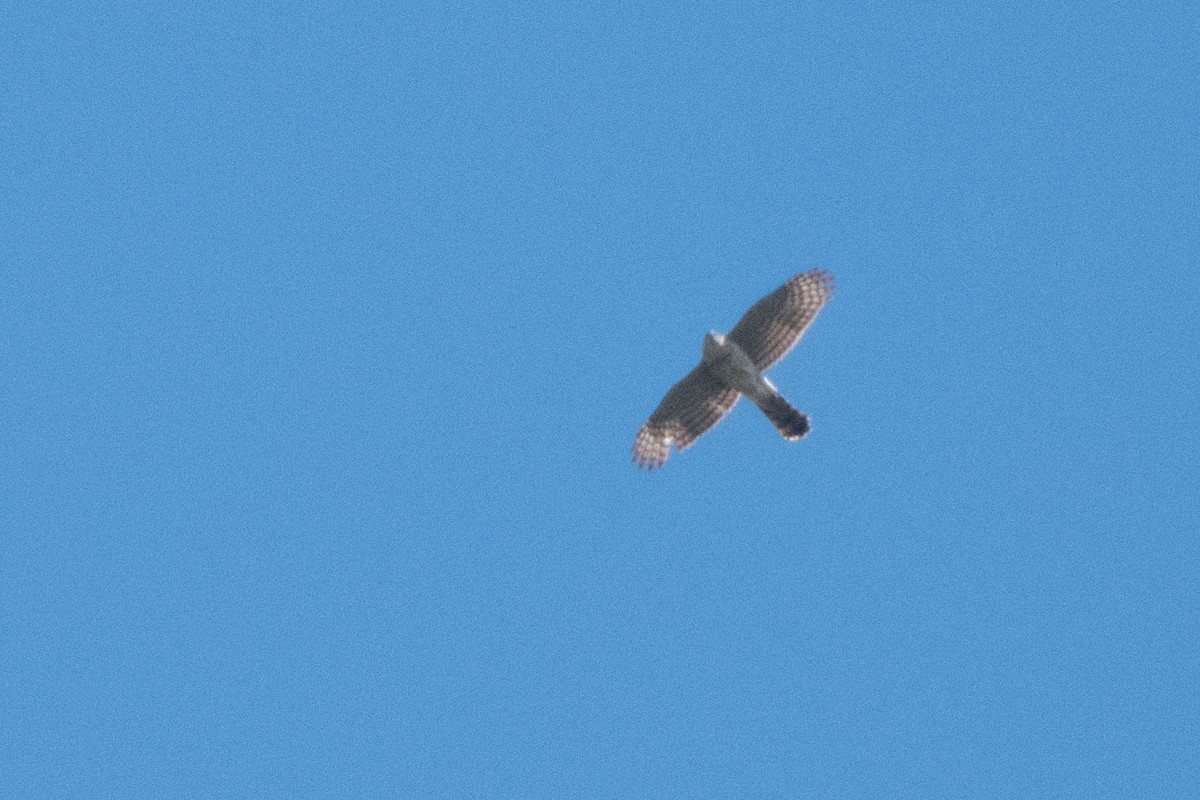 Cooper's Hawk - ML617082031