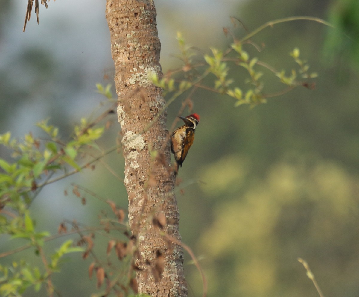 Black-rumped Flameback - ML617082033