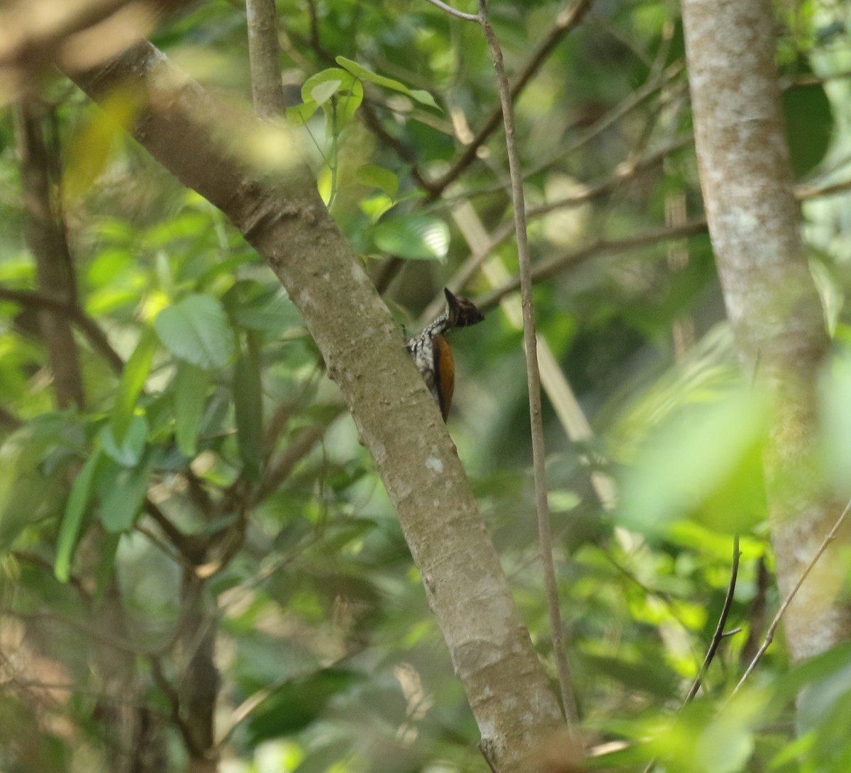 Malabar Flameback - ML617082062