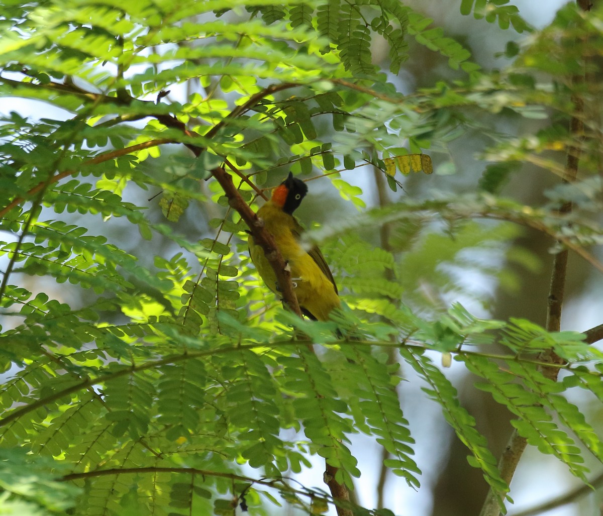 Flame-throated Bulbul - ML617082067