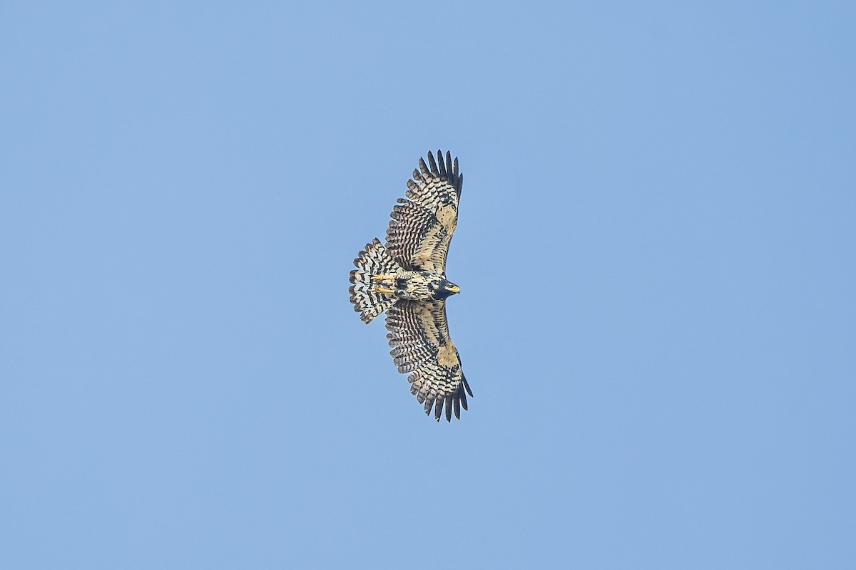 Common Black Hawk - ML617082079