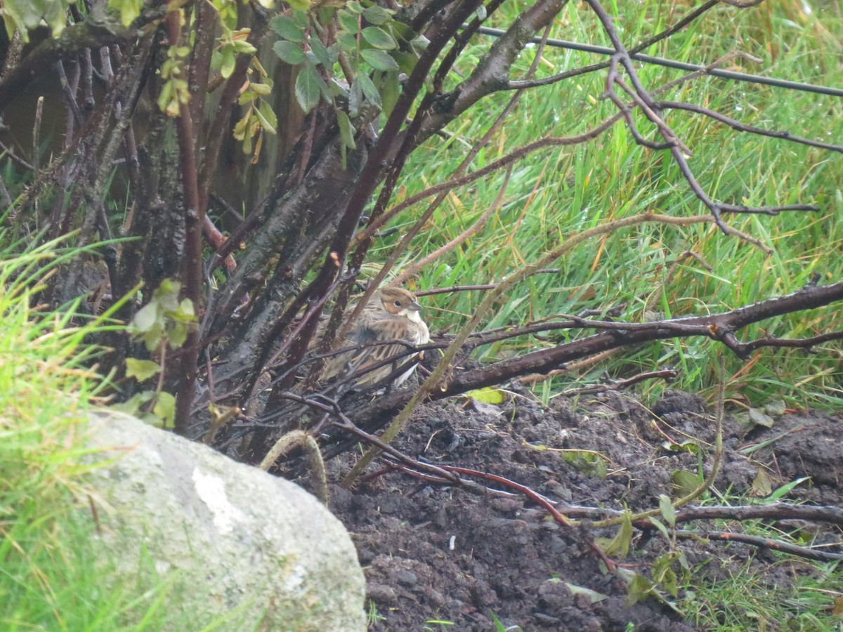 Little Bunting - ML617082094