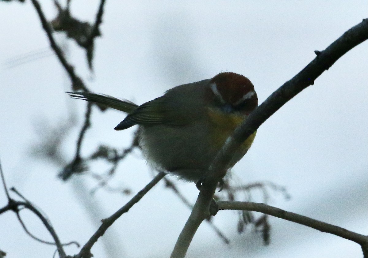 Rufous-capped Warbler - ML617082100