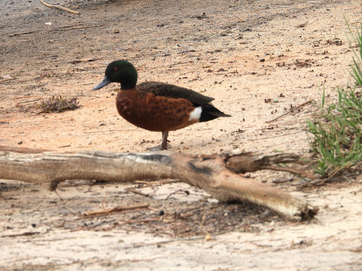 Chestnut Teal - Joanne Thompson