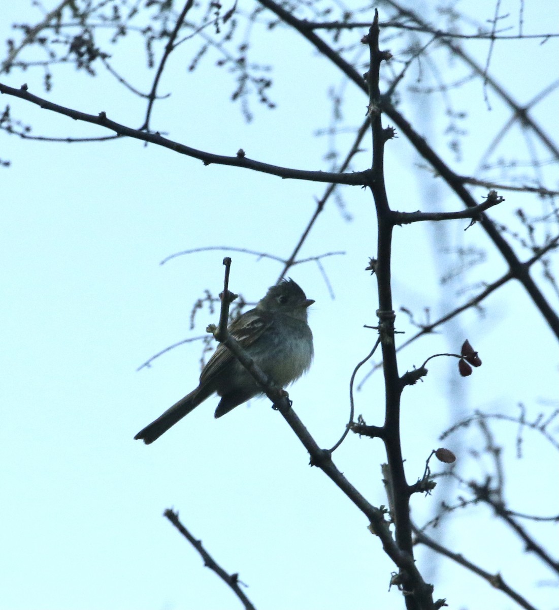 Pileated Flycatcher - Paul Saraceni