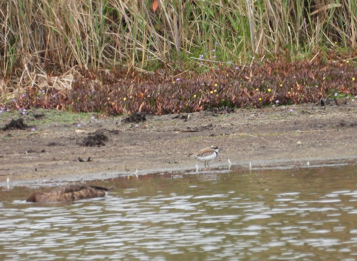 Black-fronted Dotterel - ML617082132