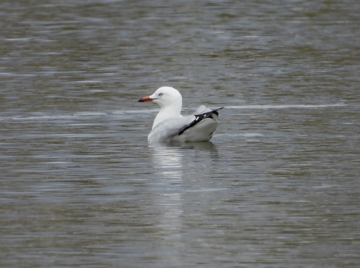 Silver Gull - Joanne Thompson