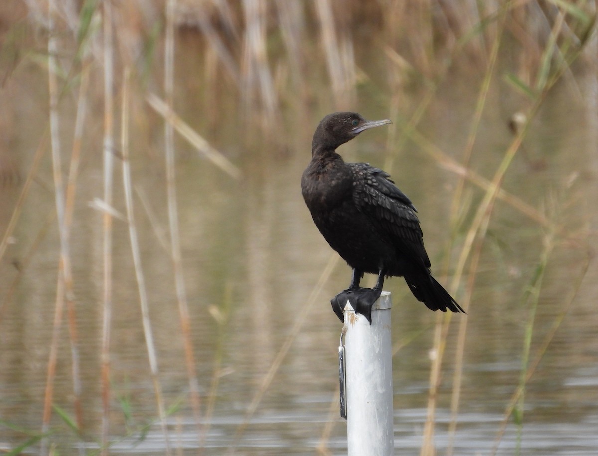 Little Black Cormorant - Joanne Thompson