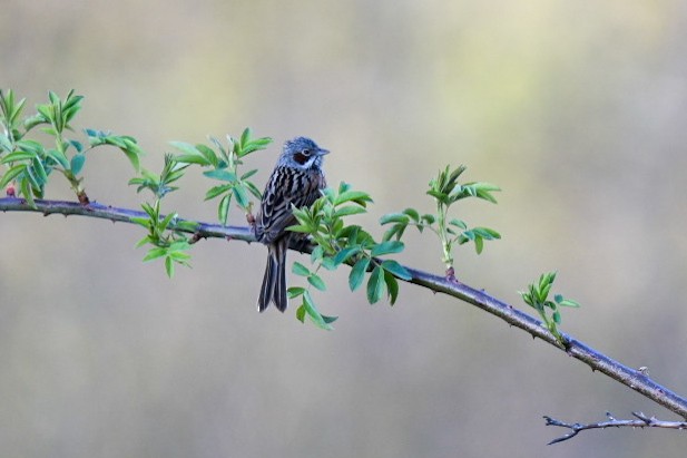 Chestnut-eared Bunting - Ansar Ahmad Bhat