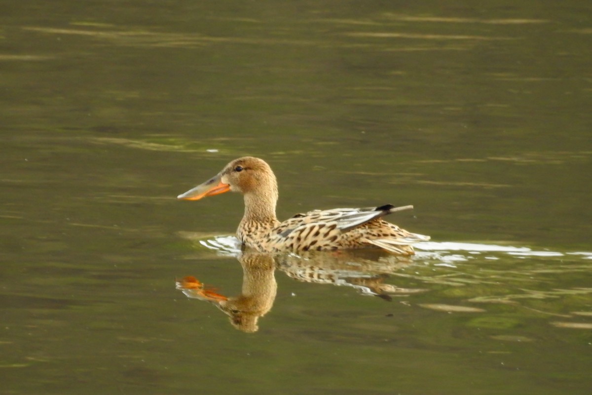 Northern Shoveler - David Kuster