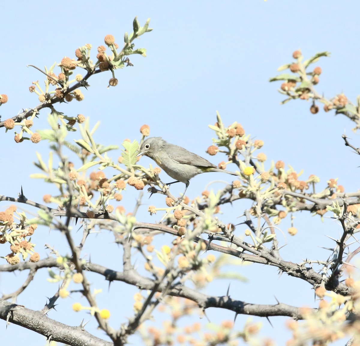 Virginia's Warbler - ML617082223