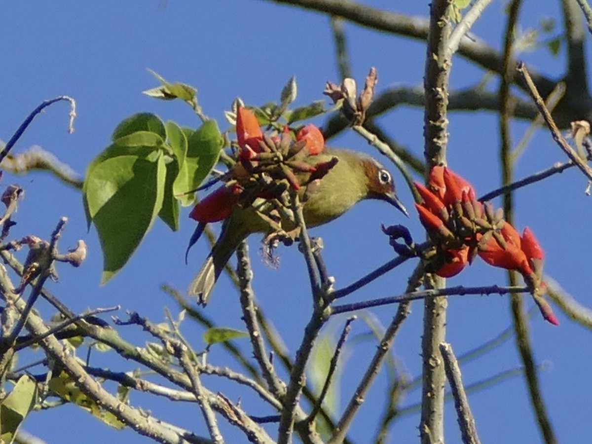 Chestnut-faced Babbler - ML617082229