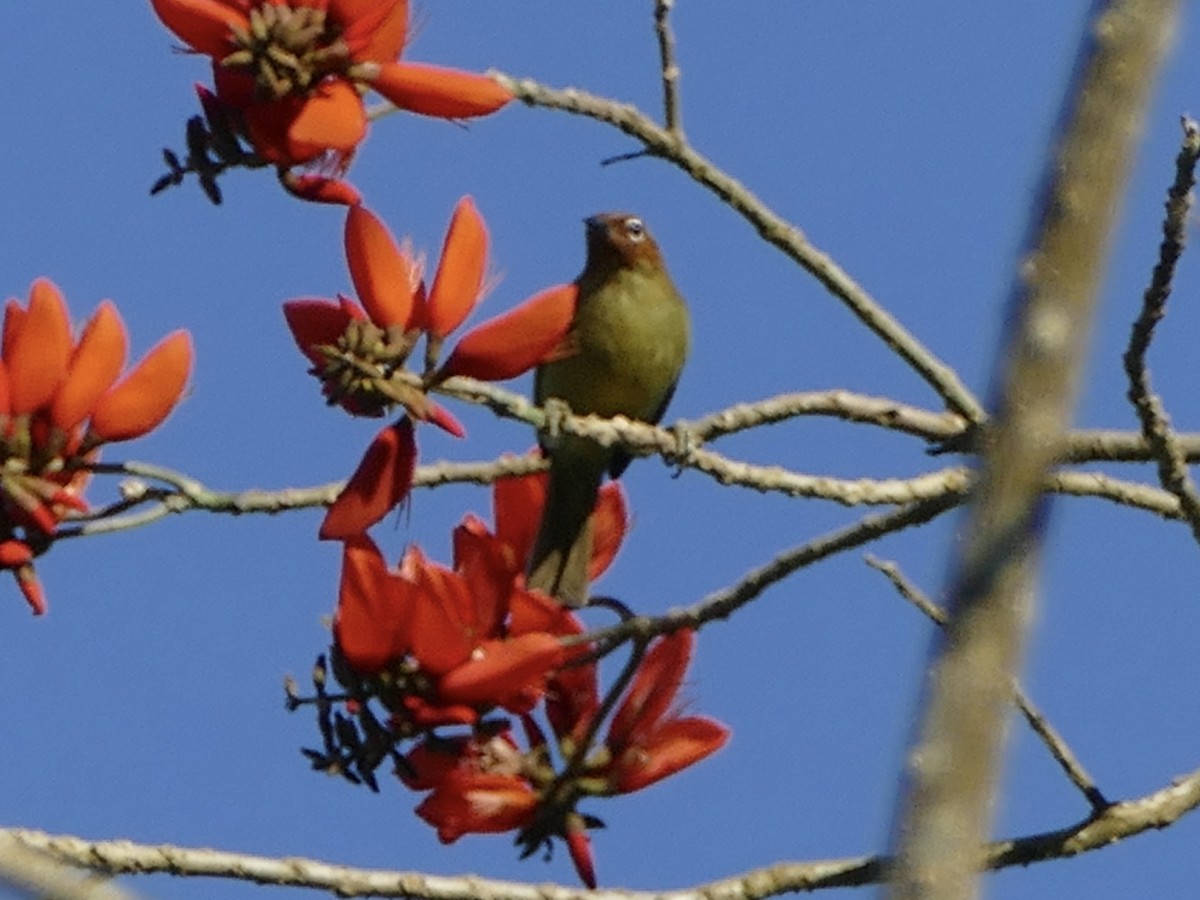 Chestnut-faced Babbler - ML617082231