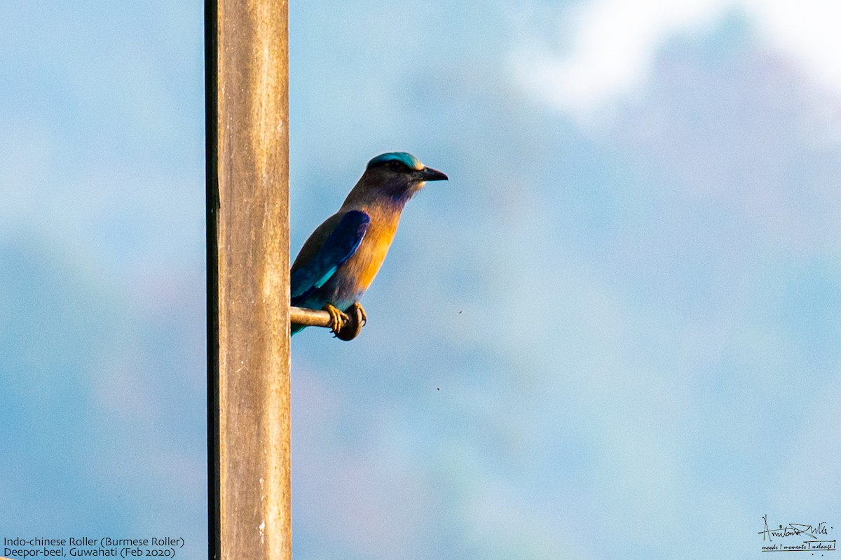 Indochinese Roller - Amitava Dutta