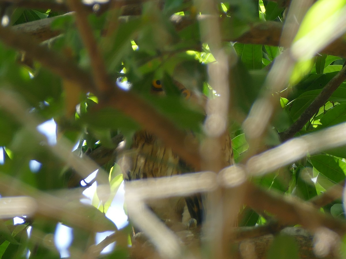 Philippine Eagle-Owl - ML617082272