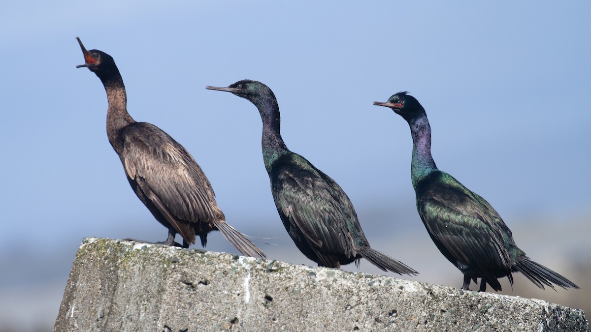 Cormorán Pelágico - ML617082300