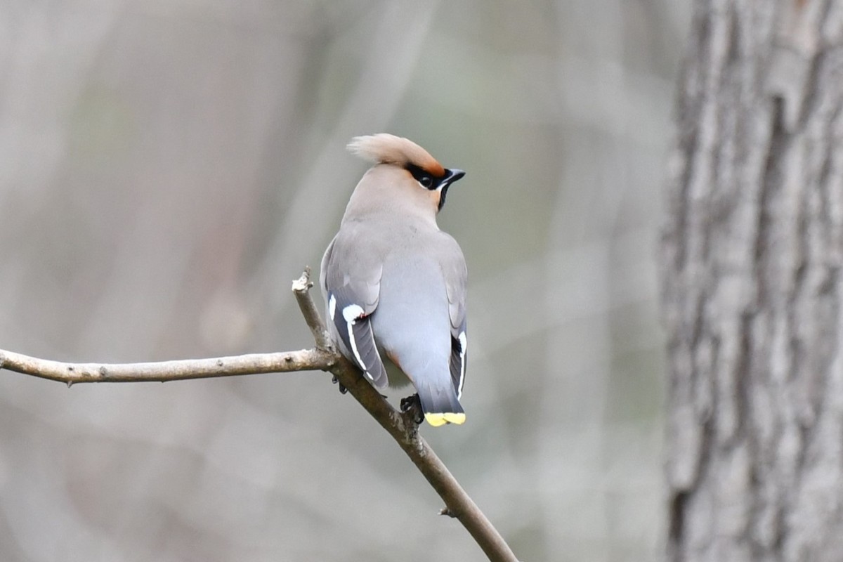 Bohemian Waxwing - ML617082308