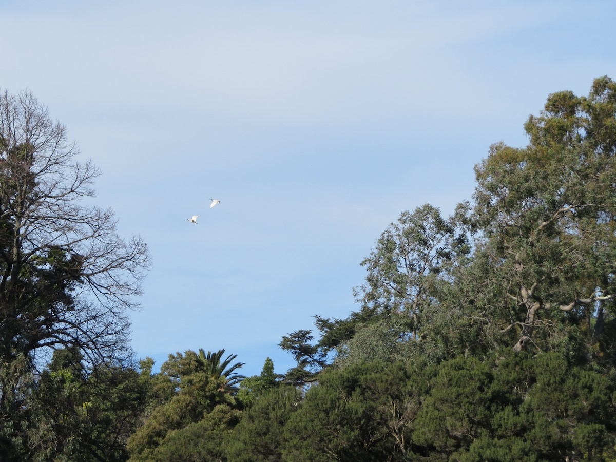 Australian Ibis - B C