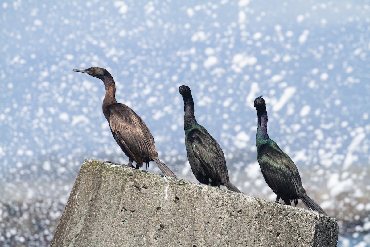 Pelagic Cormorant - ML617082311