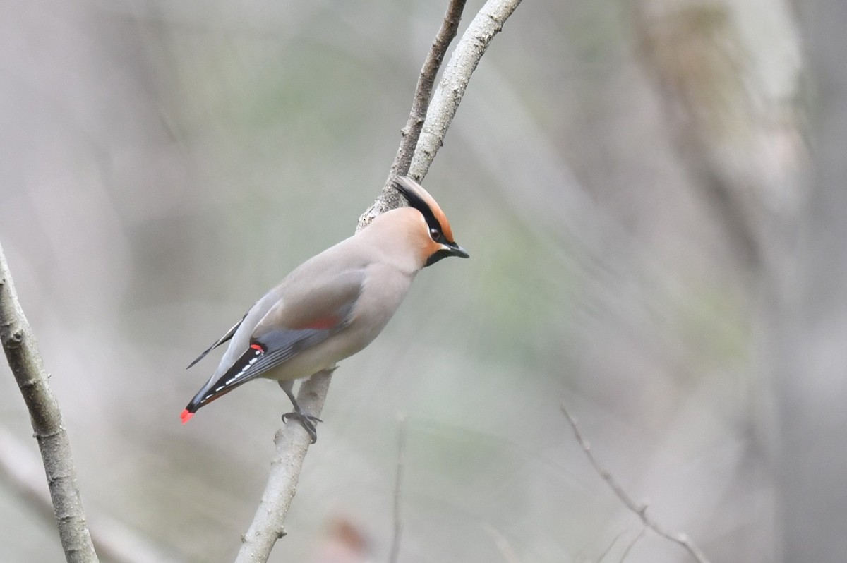 Japanese Waxwing - ML617082312