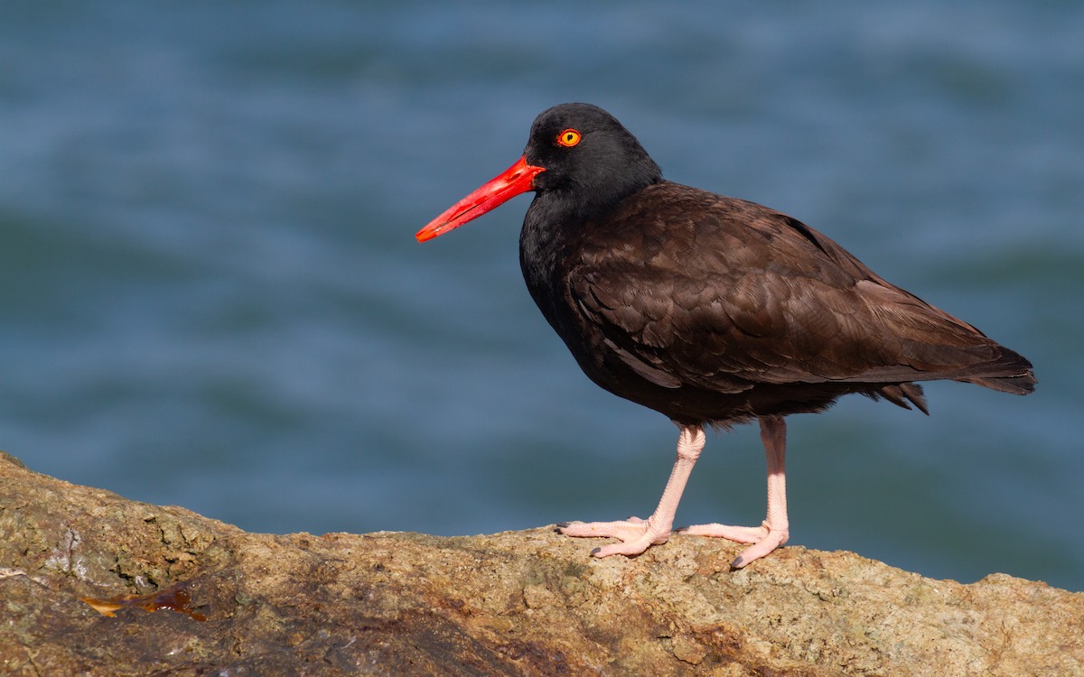 Black Oystercatcher - ML617082329