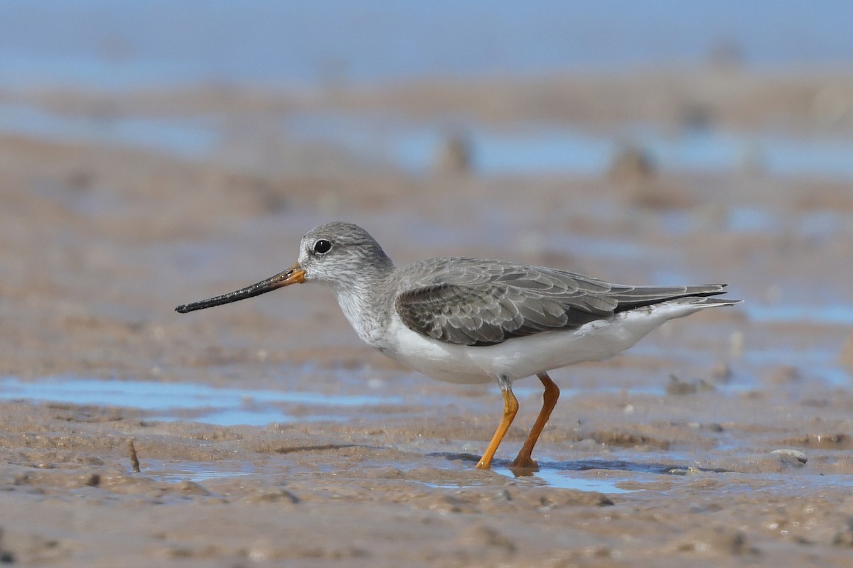 Terek Sandpiper - ML617082339